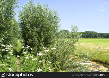 Landscape with pollard willows The Horsten in Wassenaar, Netherlands.