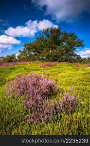 Landscape with purple blooming heather in Nature park Veluwe. Blooming Heather fields, purple pink heather in bloom, blooming heater on the Veluwe