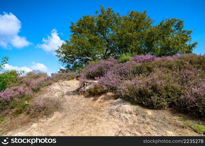 Landscape with purple blooming heather in Nature park Veluwe. Hiking trail trough flowering heathland in bloom 