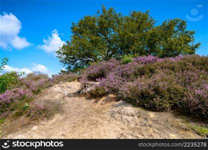 Landscape with purple blooming heather in Nature park Veluwe. Hiking trail trough flowering heathland in bloom 