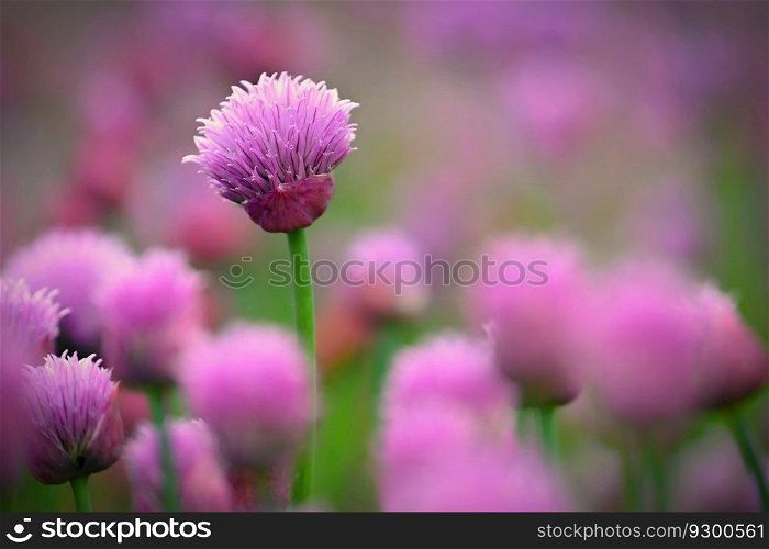 Landscape with purple chives flowers. Summer sunny day with sun, blue sky and colorful nature background.