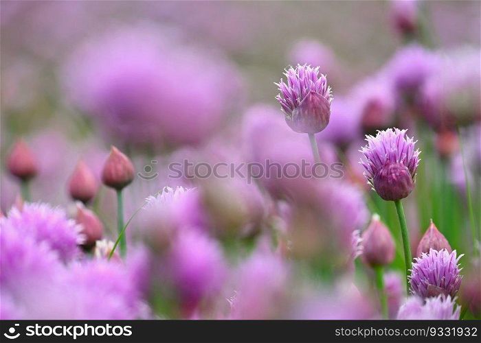 Landscape with purple chives flowers. Summer sunny day with sun, blue sky and colorful nature background.