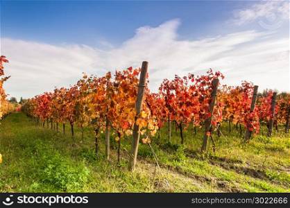 Landscape with red leaves autumn vineyards. Agricultural scene at fall.