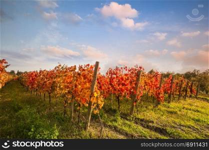 Landscape with red leaves autumn vineyards. Agricultural scene at fall.