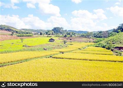Landscape with rice fields in the countryside from Myanmar