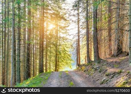 Landscape with road in the green forest and rays of sun light