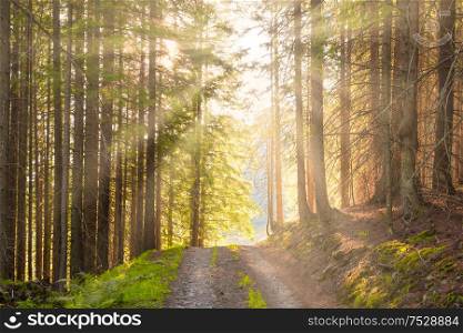 Landscape with road in the green forest and rays of sun light