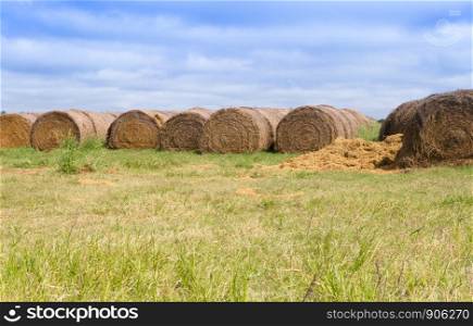 landscape with rolls of alfalfa in the field