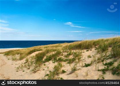 Landscape with sand dunes at Cape Cod, Massachusetts, USA.