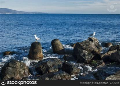 Landscape with seagulls landed on sea coastal rocks