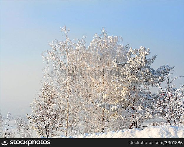 landscape with snow trees in frosty winter day