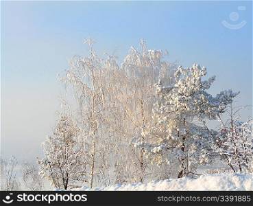 landscape with snow trees in frosty winter day