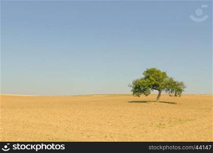 Landscape with solitary tree.