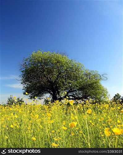 landscape with strange tree on buttercups meadow
