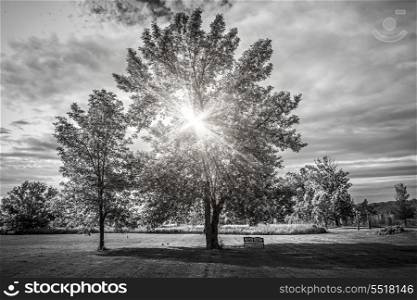 Landscape with sun shining though trees. Black and white landscape with sun shining though tree branches in park