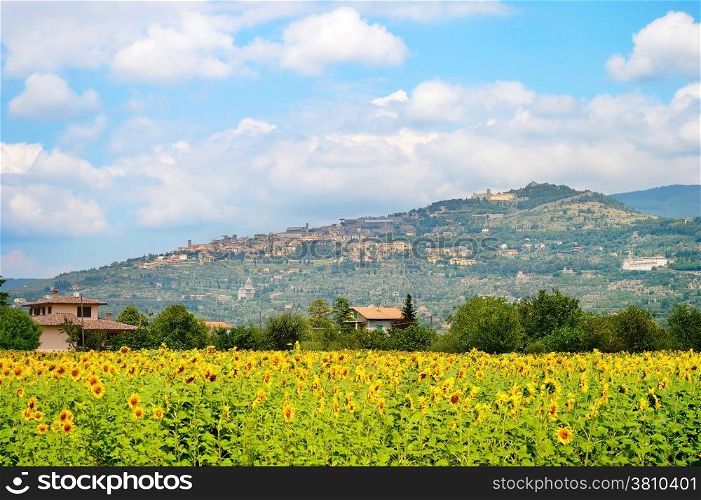 Landscape with sunflower fild and town on the top of the hill. Cortona, Tuscany, Italy