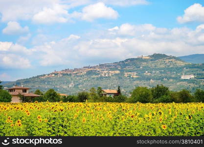 Landscape with sunflower fild and town on the top of the hill. Cortona, Tuscany, Italy