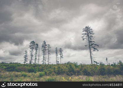 Landscape with tall pine tree silhouettes in dark cloudy weather