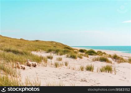Landscape with the beach on Sylt island, in North Sea, Germany. Beautiful nature with marram grass dunes and the blue water sea