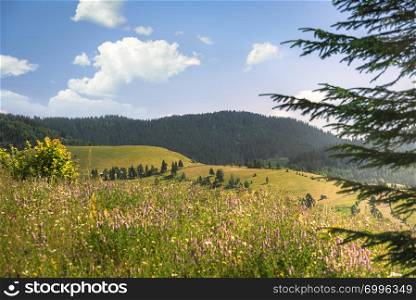 Landscape with the Carpathians mountains covered in green forest, hills and meadows with blooming wildflowers. Joyful nature under blue sky.
