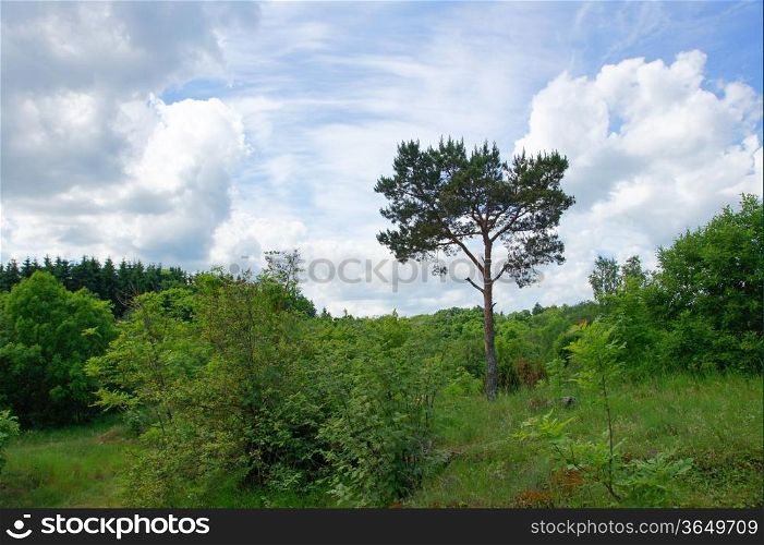 Landscape with the cloudy sky and plants