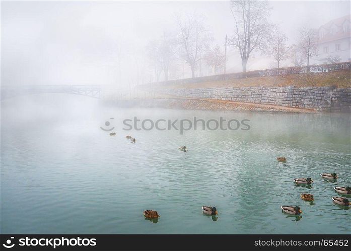 Landscape with the colorful river that crosses the capital of Slovenia, Ljubljana, shrouded by a cold mist, while a group of wild ducks floats on it.