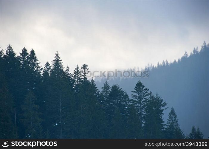 Landscape with the spruce trees and mountains in the foggy day.