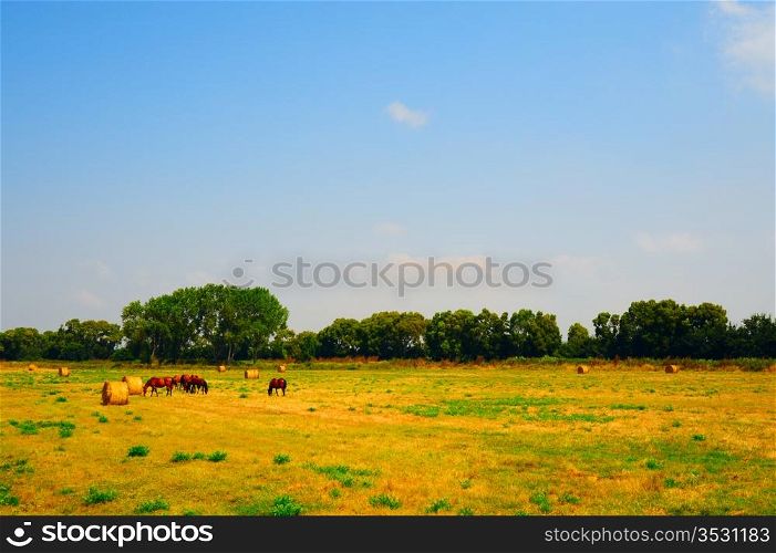 Landscape With Thoroughbred Horses In The Meadow, Italy