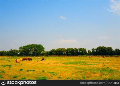 Landscape With Thoroughbred Horses In The Meadow, Italy