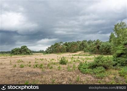 Landscape with threatening clouds on the National Park Hoge Veluwe, Netherlands.