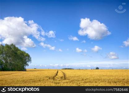 Landscape with tracks in golden fields under a blue sky in the late summer