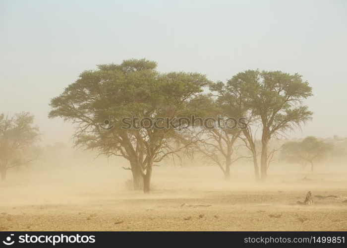 Landscape with trees during a severe sand storm in the Kalahari desert, South Africa