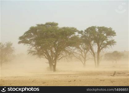 Landscape with trees during a severe sand storm in the Kalahari desert, South Africa
