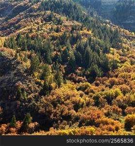 Landscape with trees in Fall color in Utah.