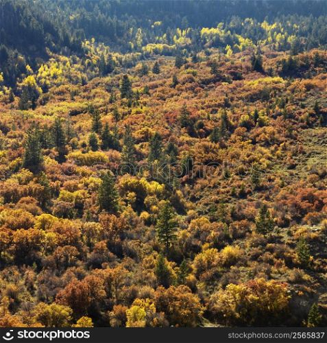 Landscape with trees in Fall color in Utah.