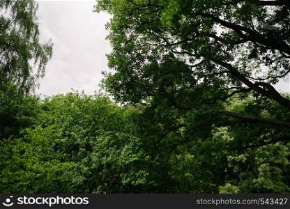 Landscape with trees with green leaves. Landscape with trees with green leaves in clear daytime