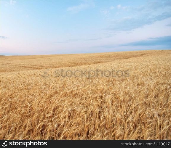 Landscape with warm colored yellow wheat crops on sunset on rural farmland. Ears of golden wheat. Rich harvest