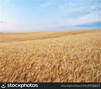 Landscape with warm colored yellow wheat crops on sunset on rural farmland. Ears of golden wheat. Rich harvest