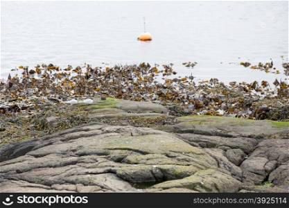 Landscape with water, rocks, buoy and kelp on the Faroe Islands