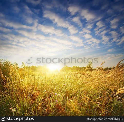 Landscape with wild flowers under dramatic sunset sky