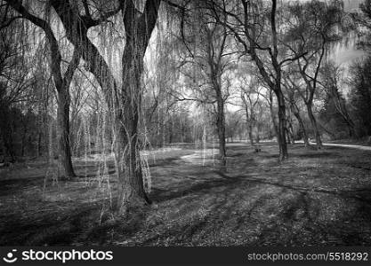 Landscape with willow trees in spring park in black and white. Toronto, Canada.