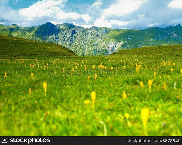 Landscape with yellow edelweiss in the Caucasus mountains
