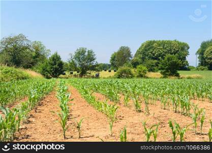 landscape with young maize in the field