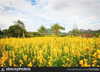 Landscape yellow field of sunhemp flowers or Crotalaria juncea plant