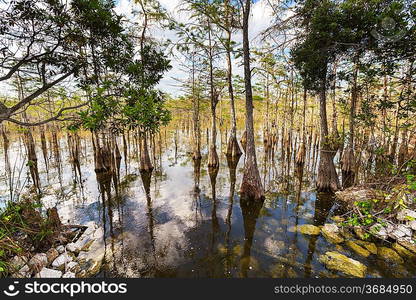 Landscapes in Everglades National Park