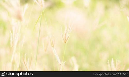 Landscapes of green meadow and blur background