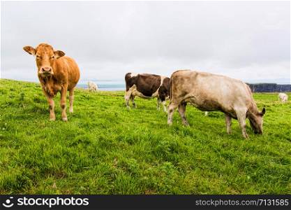 Landscapes of Ireland. Cows grazing near Cliffs of moher