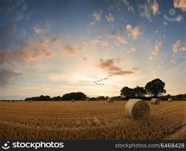 Landscapes. Stunning Summer sunset landscape over field of golden hay bales