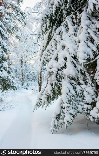 lane among the trees in a snowy winter forest