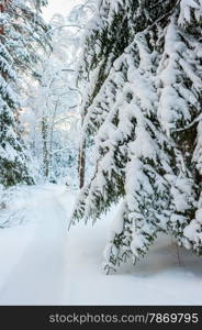 lane among the trees in a snowy winter forest